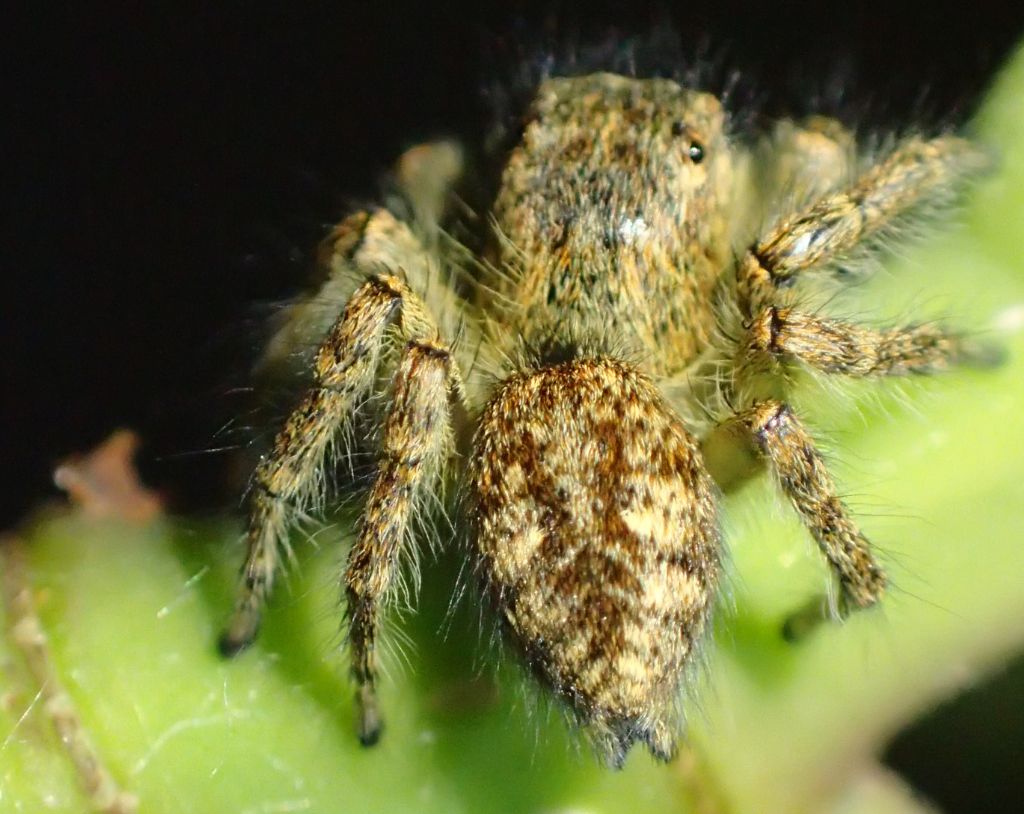 Philaeus chrysops - Cremona